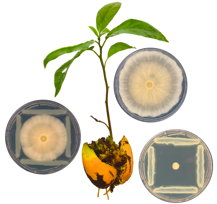 Avocado microbiome as a source of biocontrol agents