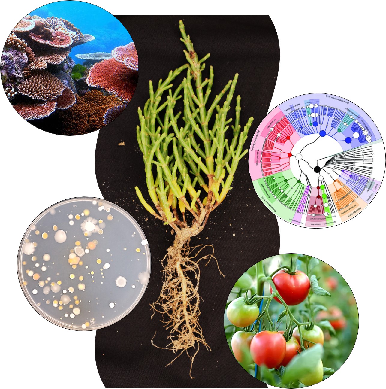 Halophytes as a source of microorganisms for salt stress alleviation