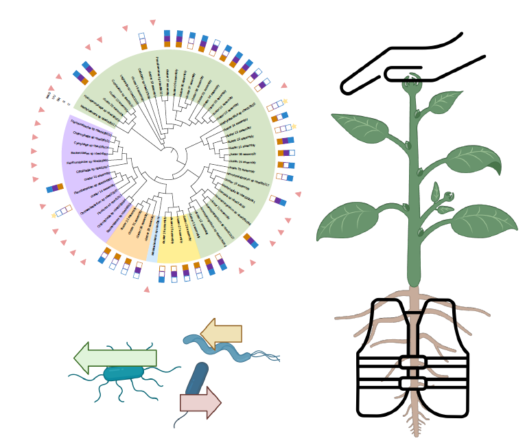 Bacterial functions enriched in plants under pathogen attack