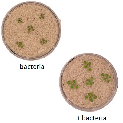 MicroRes: Microbial Resilience to Drought Stress